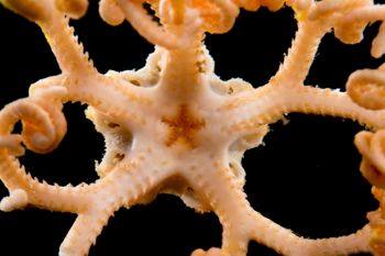 Media type: image;   Invertebrate Zoology 152366